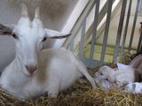 Maminka s kůzlátkem/ The mother and the goatling