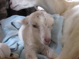Malého jsme zabalili do deky/ We wrapped the little one into blanket