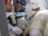 Hrdá maminka se dvěma kůzlátky/ Proud mother with two little goatlings