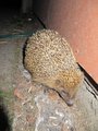 V noci tu šmejdí ježeček/ At night you may meet hedgehog