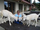 Povídání s kozičkami/ Talking to goats