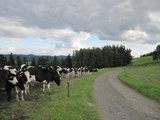 U Pulčína/ On the way to Pulčín