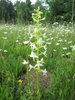 Jedna z našich českých orchidejí, pravděpodobně vemeník dvoulistý