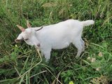 Malý Samík/ This is Samík