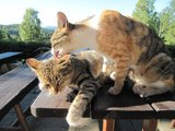 Kočičky se o sebe starají/ Cat´s care