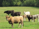 Kravičky/ Cows
