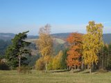 Podzimní zbarvení stromů/ Autumn trees