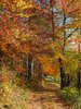 Fairy path