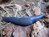Modranka karpatská, vzácný plž žijící v makytských lesích/ This is "modranka karpatská", a rare snail living in the forests under Makyta