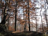 Krásný bukový les na Slovensku před Papajským sedlem/ Beautiful beech forest