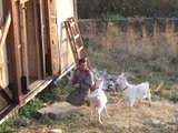Kozičky budou mít nový domov/ Goats will have  anew home