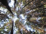 Koruny stromů/ Treetops
