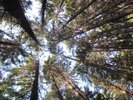 Treetops
