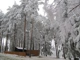 Námraza na stromech/ Frosty trees