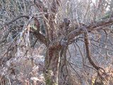Starý ovocný strom/ Old tree