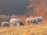Ovečky/ Sheeps