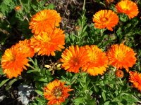 calendula-officinalis-1.jpg