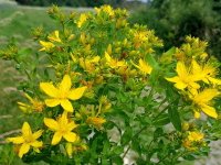 hypericum.jpg