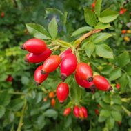 Šípkový sirup.jpg